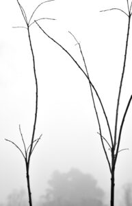 photograph of branches in black and white