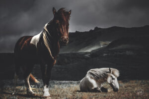Photograph of two horses in front of a mountain, one laying down and one is standing up.